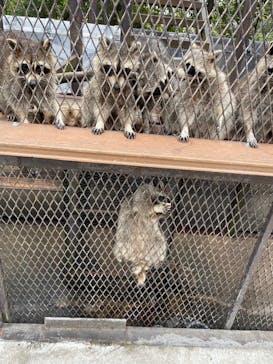 ANIMAL WONDER REZOURT 市原ぞうの国・サユリワールドに投稿された画像（2025/9/13）