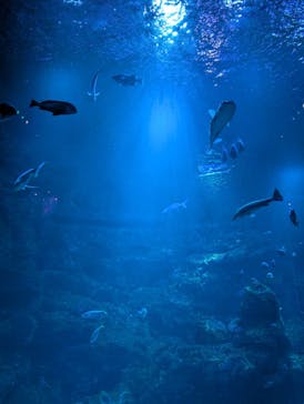 京都水族館に投稿された画像（2025/9/13）