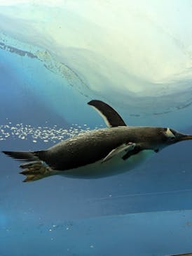 名古屋港水族館に投稿された画像（2025/9/13）