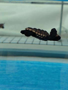 名古屋港水族館に投稿された画像（2025/9/13）