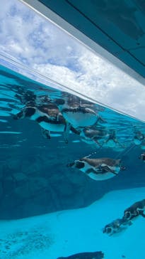 葛西臨海水族園に投稿された画像（2025/9/13）