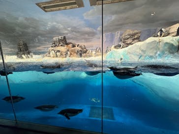 名古屋港水族館に投稿された画像（2025/9/13）