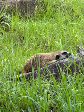 千葉市動物公園に投稿された画像（2025/9/13）