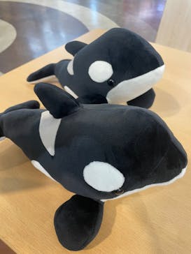 名古屋港水族館に投稿された画像（2025/9/13）