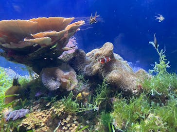 名古屋港水族館に投稿された画像（2025/9/13）