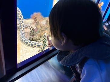 串本海中公園水族館に投稿された画像（2025/9/13）