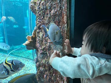 串本海中公園水族館に投稿された画像（2025/9/13）