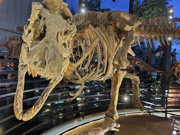 福井県立恐竜博物館に投稿された画像（2025/9/13）