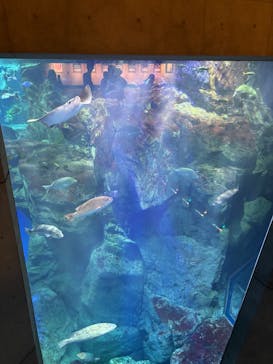 大分マリーンパレス水族館 「うみたまご」に投稿された画像（2025/9/13）