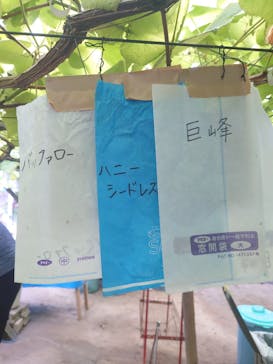 幸果園に投稿された画像（2025/9/13）