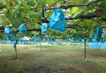 幸果園に投稿された画像（2025/9/13）