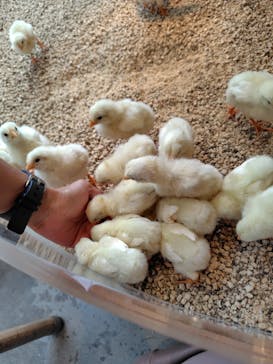 Moff animal cafe MARKIS 福岡ももち店に投稿された画像（2025/9/13）