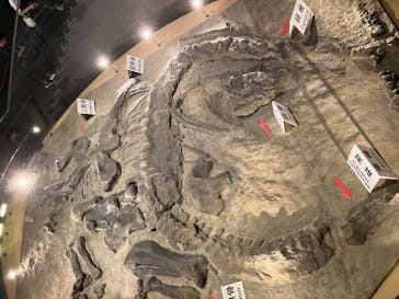 福井県立恐竜博物館に投稿された画像（2025/9/13）