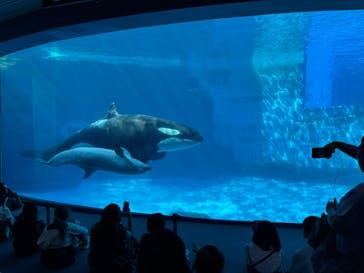 名古屋港水族館に投稿された画像（2025/9/13）