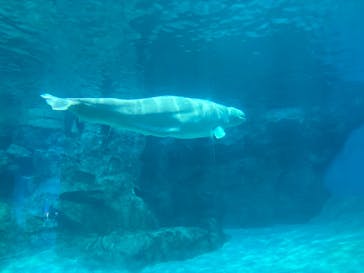 名古屋港水族館に投稿された画像（2025/9/13）
