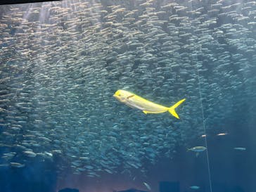 名古屋港水族館に投稿された画像（2025/9/13）