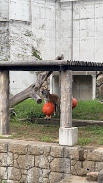 天王寺動物園に投稿された画像（2025/9/13）