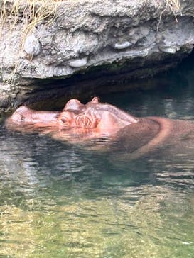 天王寺動物園に投稿された画像（2025/9/13）