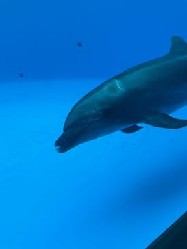 九十九島水族館海きららに投稿された画像（2025/9/13）