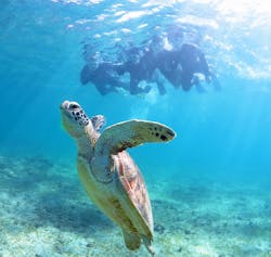 アマミエンシスに投稿された画像（2025/9/13）