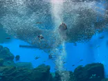 仙台うみの杜水族館に投稿された画像（2025/9/13）