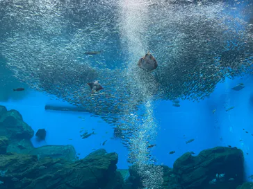 仙台うみの杜水族館に投稿された画像（2025/9/13）