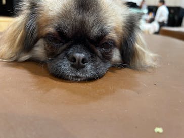 ぶさかわcafe 京都河原町店に投稿された画像（2025/9/13）