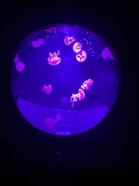 サンシャイン水族館に投稿された画像（2025/9/13）