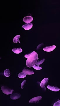 サンシャイン水族館に投稿された画像（2025/9/13）