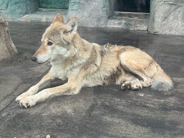 天王寺動物園に投稿された画像（2025/9/13）