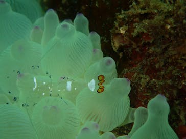 NOAH'S DIVE WAKAYAMA（ノアズダイブワカヤマ）に投稿された画像（2025/9/13）