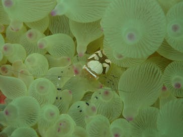 NOAH'S DIVE WAKAYAMA（ノアズダイブワカヤマ）に投稿された画像（2025/9/13）