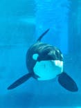 名古屋港水族館に投稿された画像（2025/9/13）
