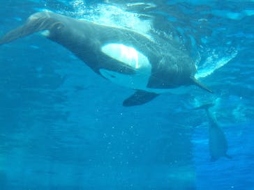 名古屋港水族館に投稿された画像（2025/9/13）