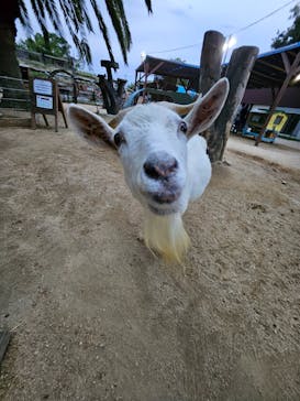 しろとり動物園に投稿された画像（2025/9/13）