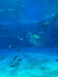 沖縄美ら海水族館に投稿された画像（2025/9/13）