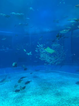 沖縄美ら海水族館に投稿された画像（2025/9/13）