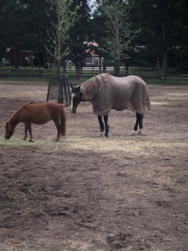 ノーザンホースパークに投稿された画像（2025/9/13）