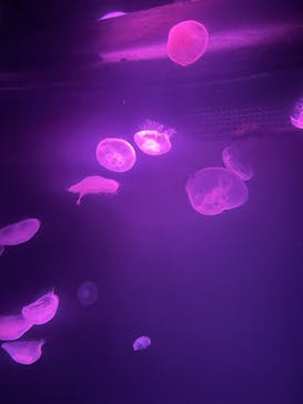 サンシャイン水族館に投稿された画像（2025/9/13）