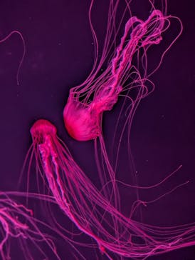 サンシャイン水族館に投稿された画像（2025/9/13）