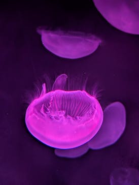 サンシャイン水族館に投稿された画像（2025/9/13）