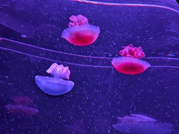 サンシャイン水族館に投稿された画像（2025/9/13）
