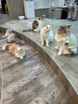 猫カフェモカ 京都河原町店に投稿された画像（2025/9/13）