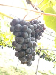 ナカノフルーツに投稿された画像（2025/9/13）