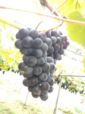 ナカノフルーツに投稿された画像（2025/9/13）