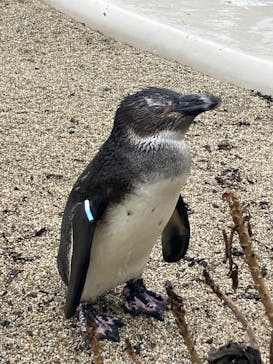 仙台うみの杜水族館に投稿された画像（2025/9/13）