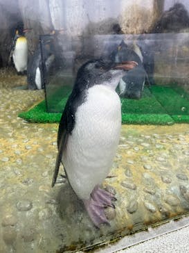 仙台うみの杜水族館に投稿された画像（2025/9/13）