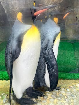 仙台うみの杜水族館に投稿された画像（2025/9/13）