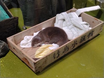 竹島水族館に投稿された画像（2025/9/13）