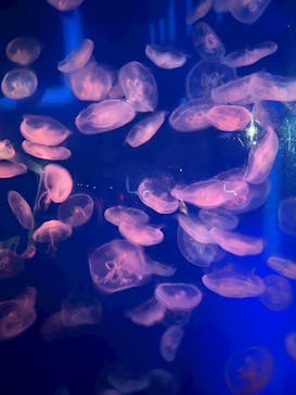 新江ノ島水族館に投稿された画像（2025/9/14）